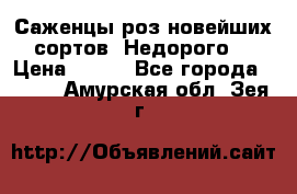 Саженцы роз новейших сортов. Недорого. › Цена ­ 350 - Все города  »    . Амурская обл.,Зея г.